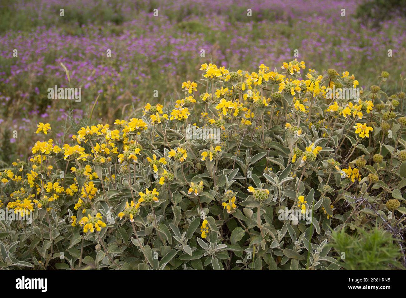 Yellow tubular flowers and hairy leaves of Jerusalem sage Stock Photo