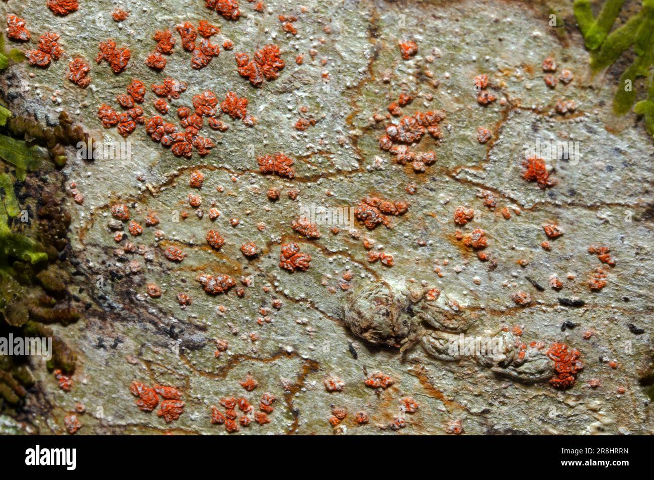 Coniocarpon cinnabarinum is a crustose lichen found on shaded, smooth barked trees. It has a global distribution. Stock Photo