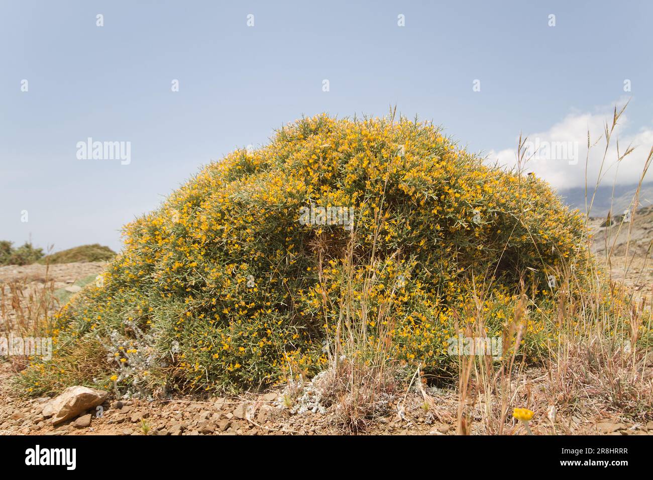 Greek spiny spurge, blooming with small yellow flowers, forming a thorny cushion Stock Photo