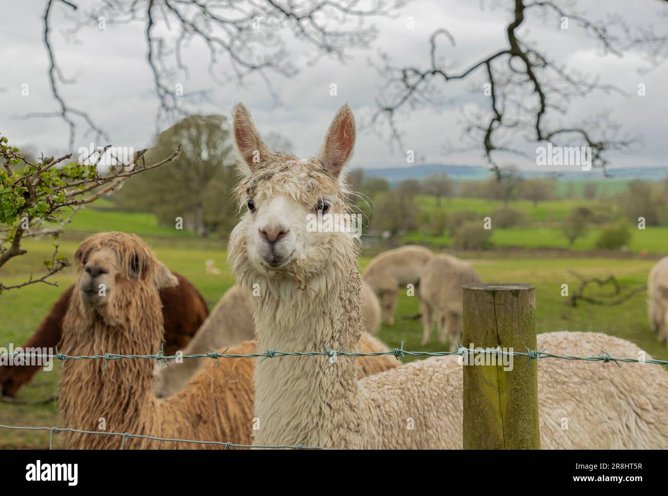 Two wet llamas looking over a fence in the early Spring Stock Photo
