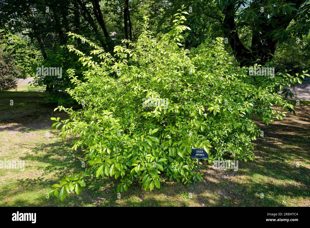Orixa Japonica. Rutaceae. Villa Taranto. Pallanza. Italy Stock Photo