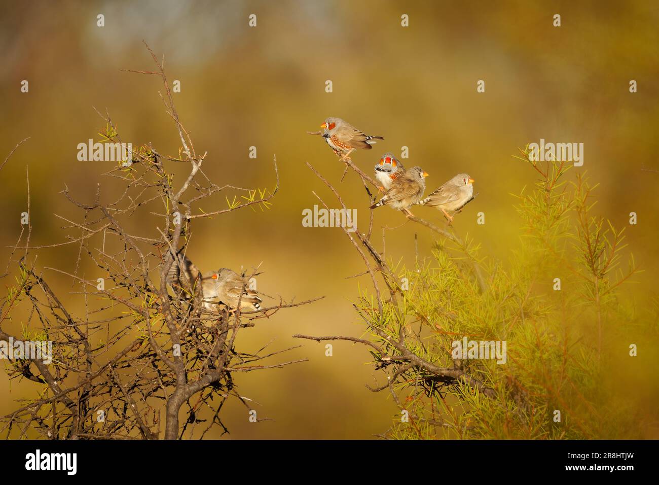 Australian Zebra Finch or Chestnut-eared Finch (Taeniopygia guttata