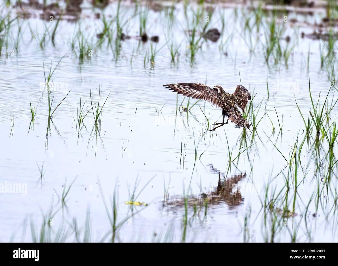American Golden Plover Pluvialis dominica alighting on warefilled mud flat to feed, Cley, North Norfolk, UK. Stock Photo