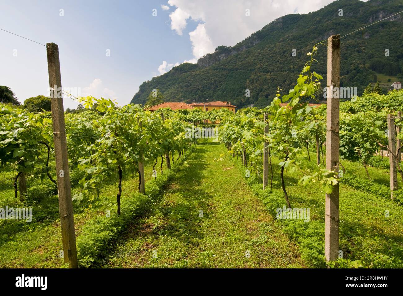Vineyard. Convent of Our Lady of Tears. Convent of Madonna Delle Lacrime. Dongo. Como Lake. Italy Stock Photo