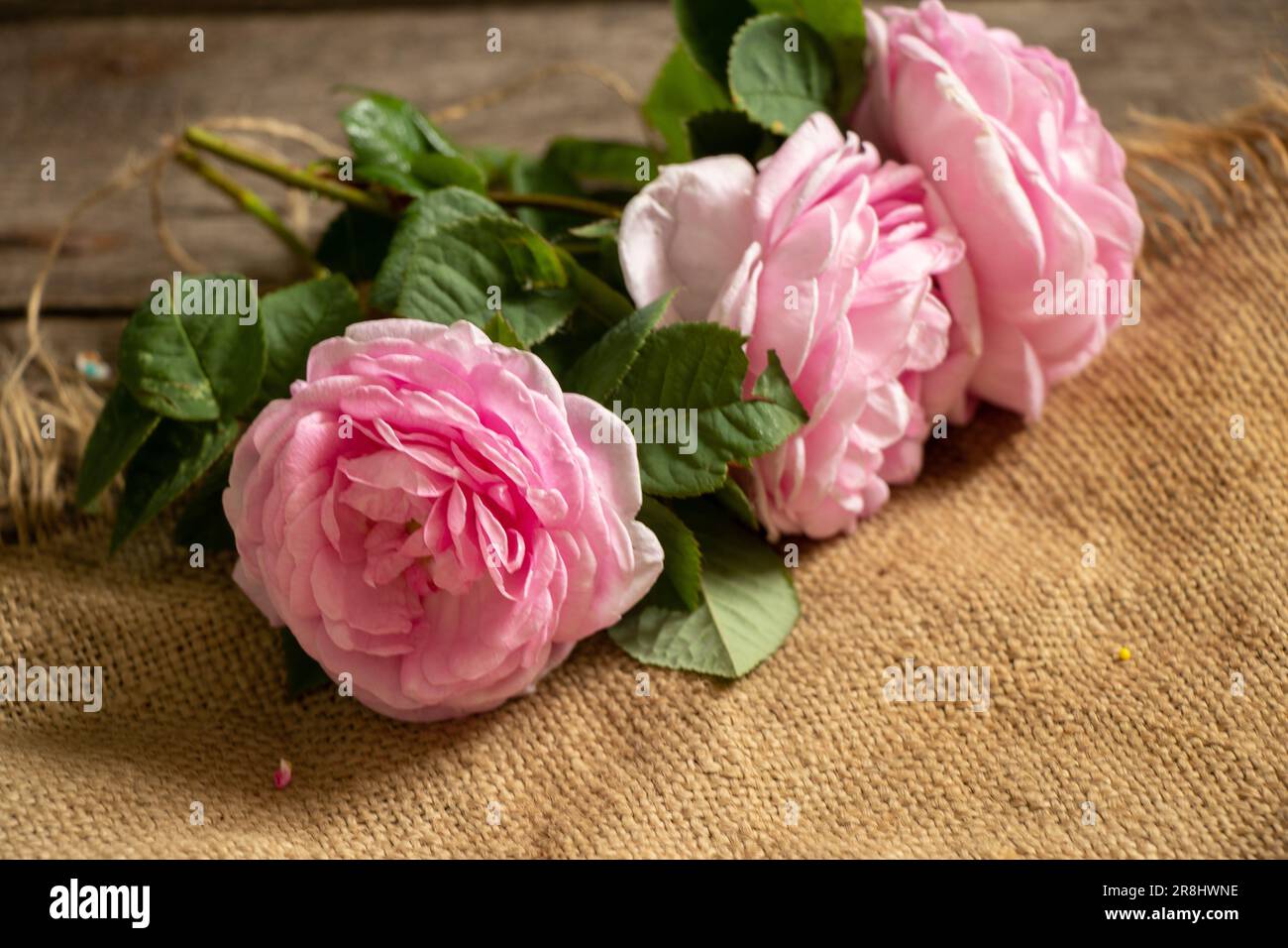 pink roses on a wooden old table on burlap, floral background, roses Stock Photo