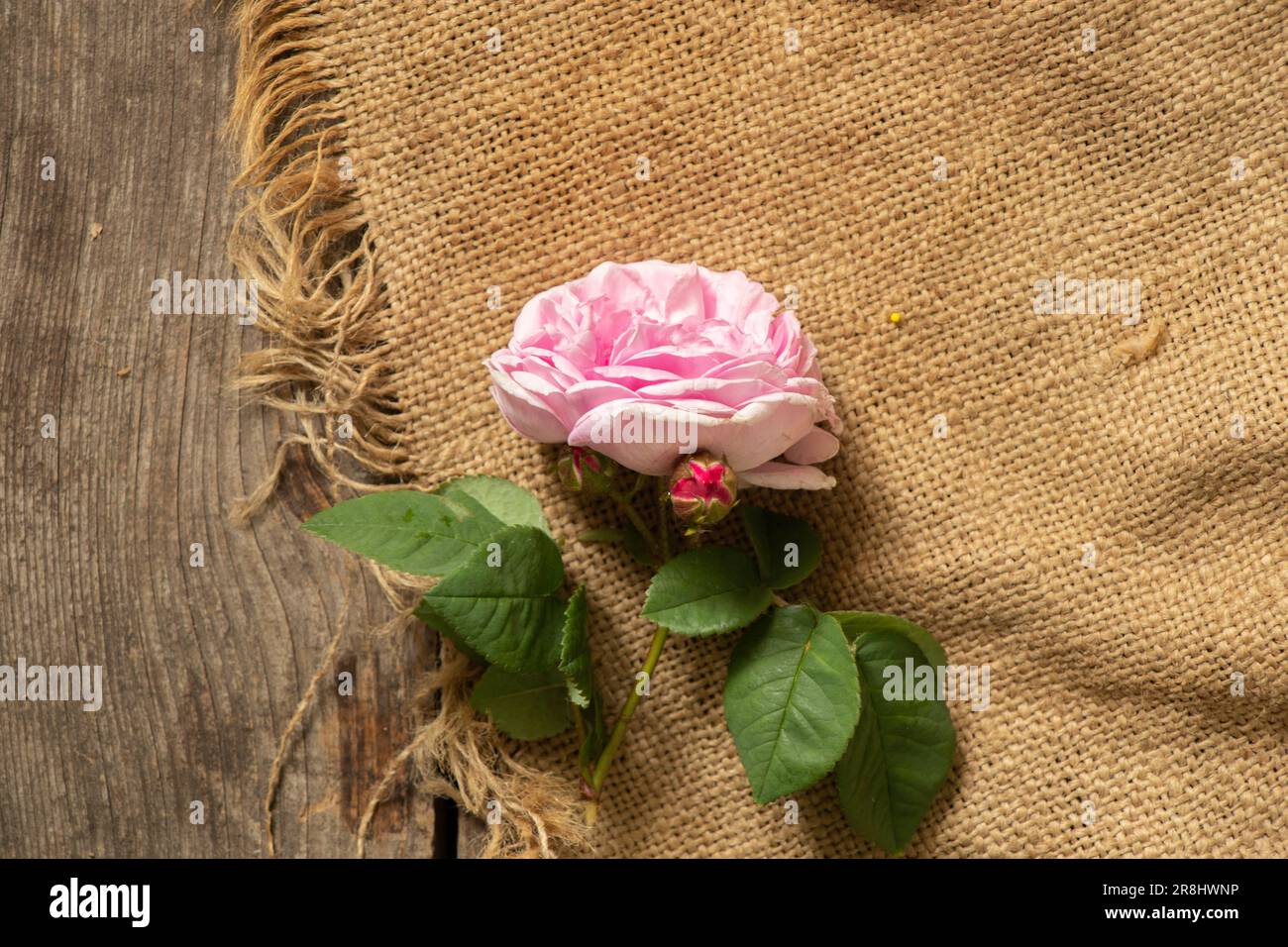 pink roses on a wooden old table on burlap, floral background, roses Stock Photo