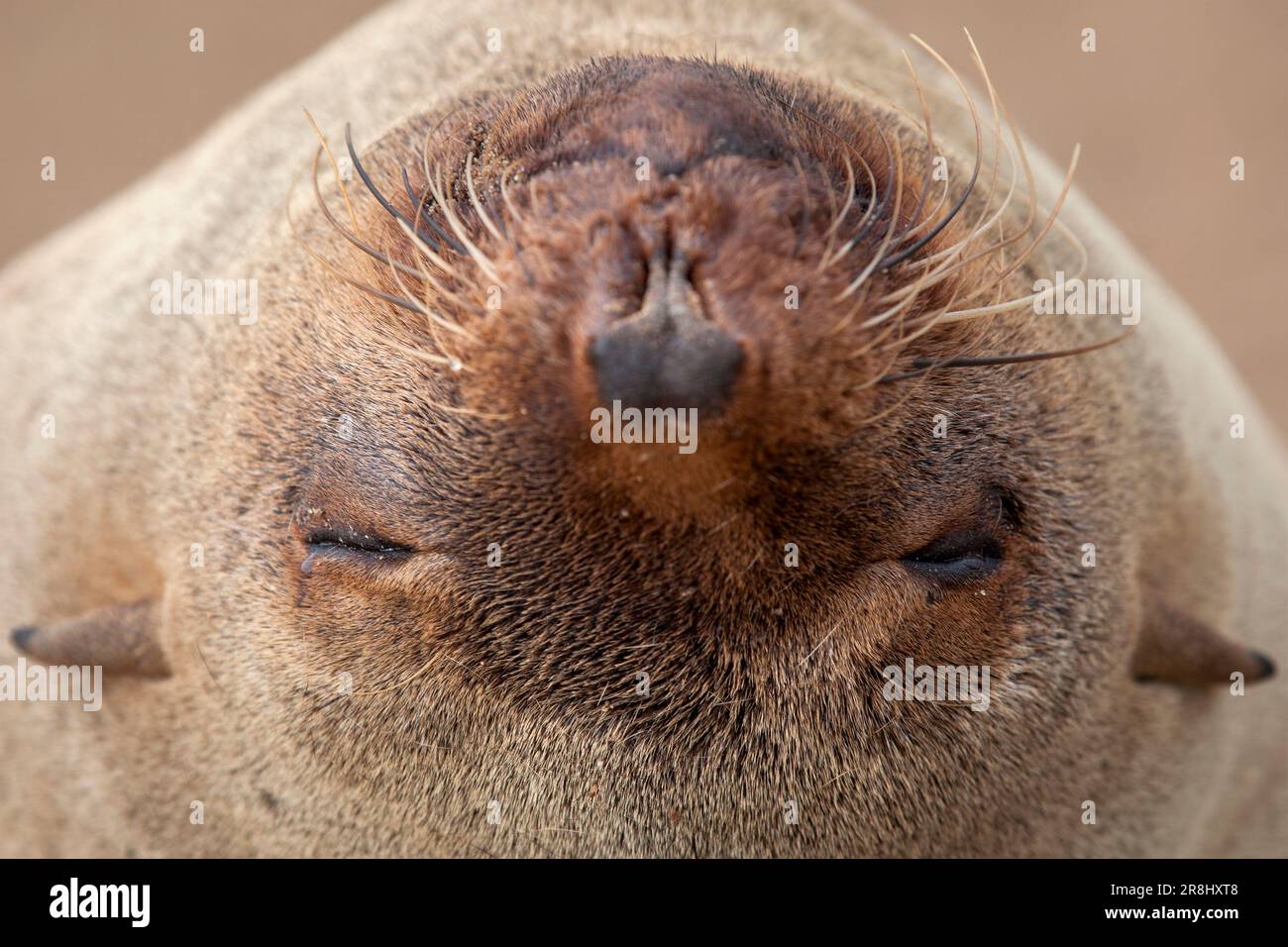 Portrait of a brown fur seal (Arctocephalus pusillus) at the Cape Cross Seal Reserve on the Skeleton Coast in Namibia, South Africa Stock Photo