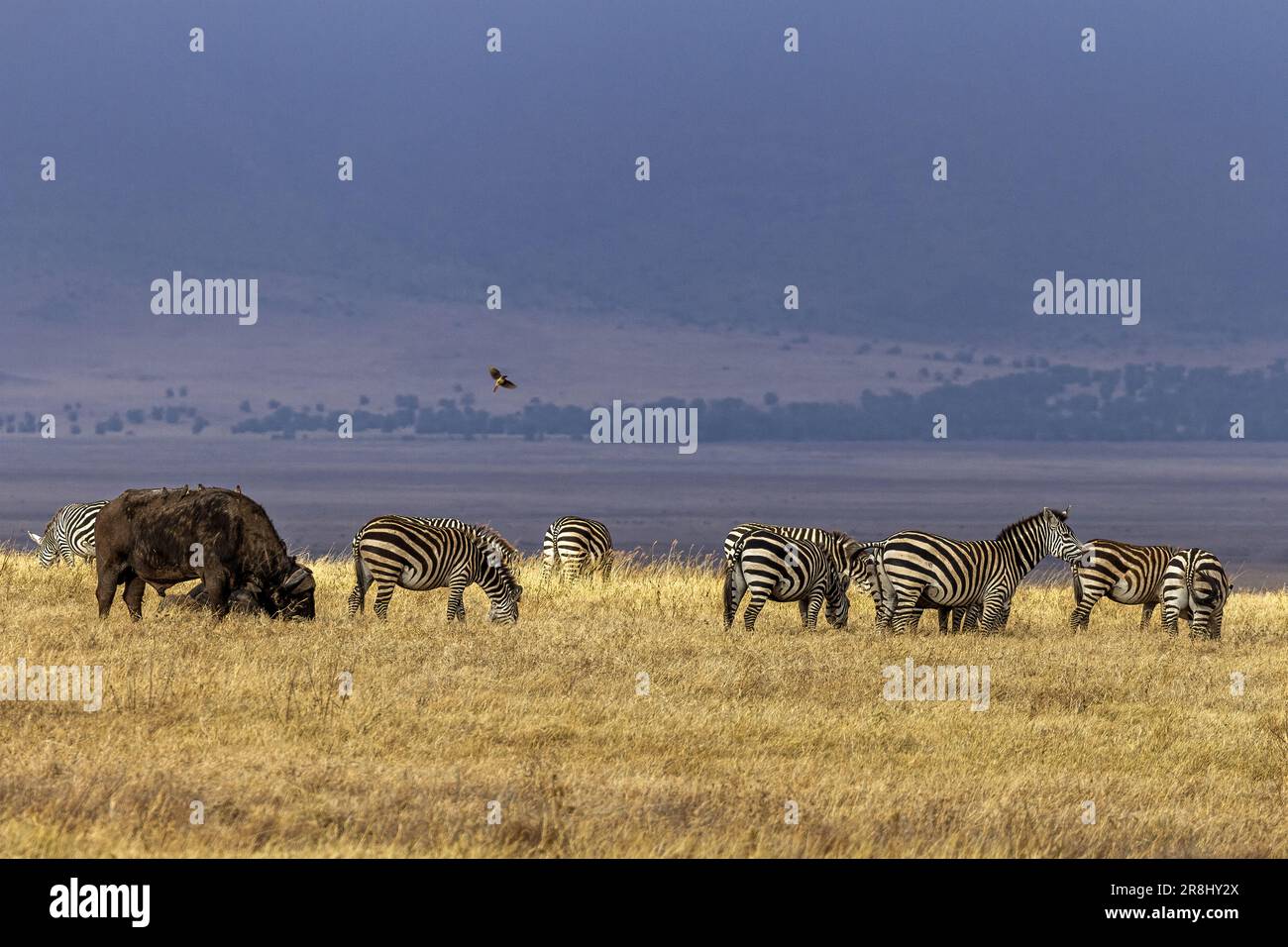 Zebras (Equus quagga), Ngorongoro National Park, Tanzania, Africa Stock Photo