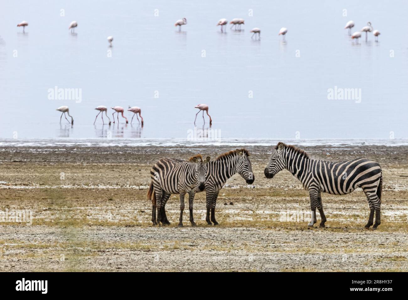 Zebras (Equus quagga), Lake Manyara, Tanzania, Africa Stock Photo