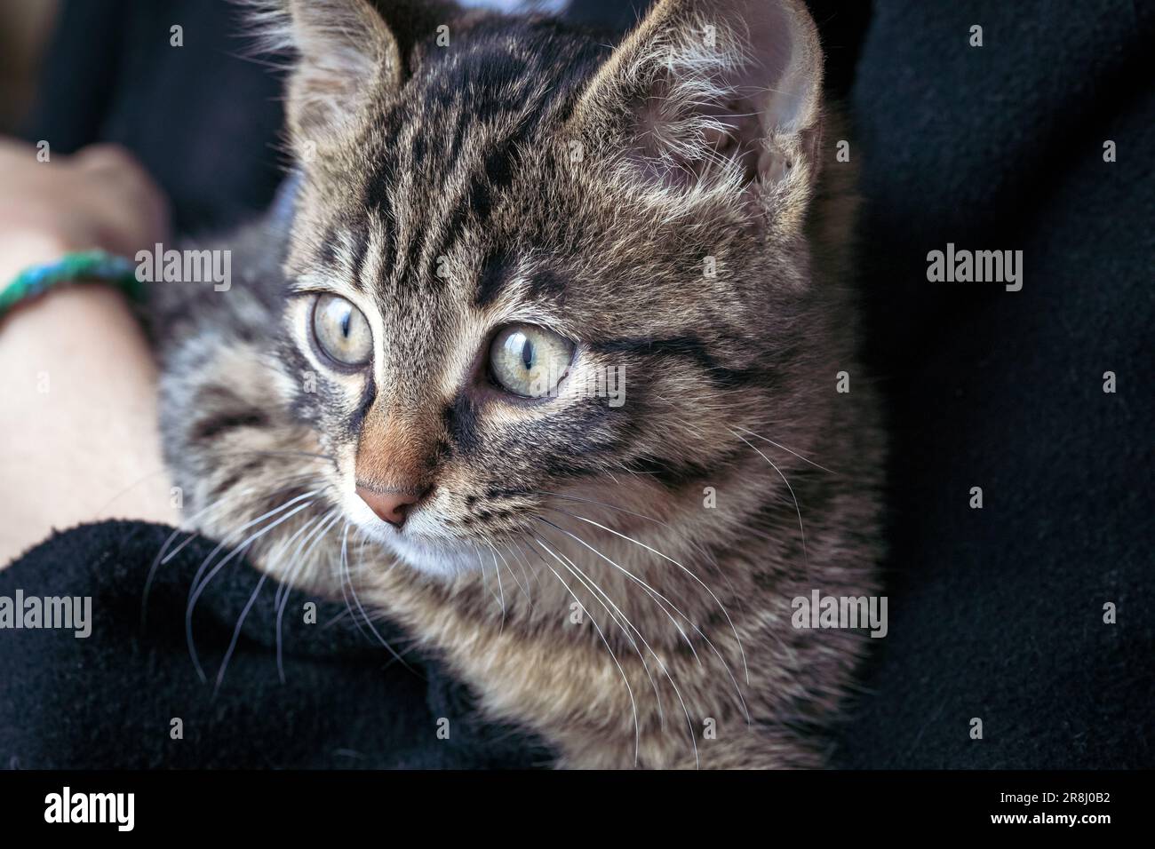 Little gray-brown tabby kitten sits in the arms of a person. Cute baby cat looking up curiously. Stock Photo