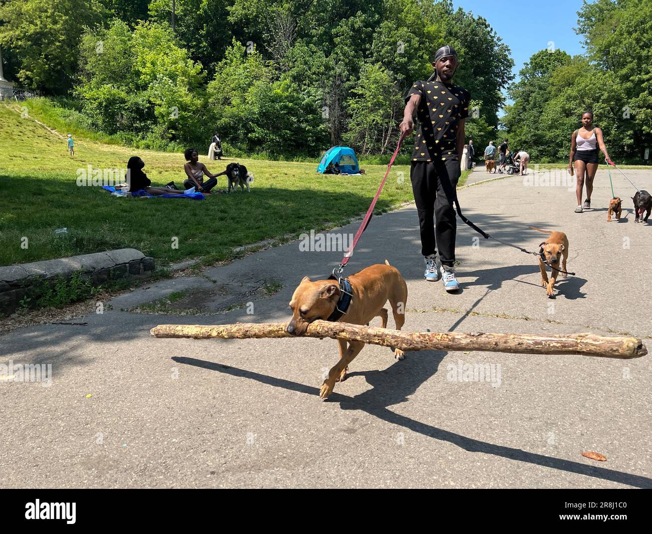 Man walks dogs, one with a large long stick or log in its mouth in Prospect Park, Brooklyn, New York. Stock Photo