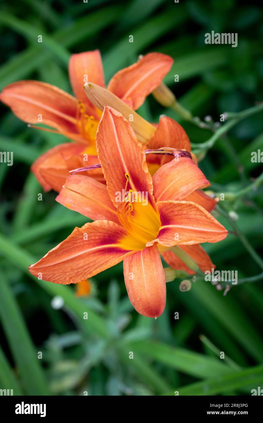 Day-lily flower (Hemerocallis fulva) belongs to the order Liliales, family Liliaceae. Close-up of an orange daylily (hemerocallis fulva) flower in blo Stock Photo
