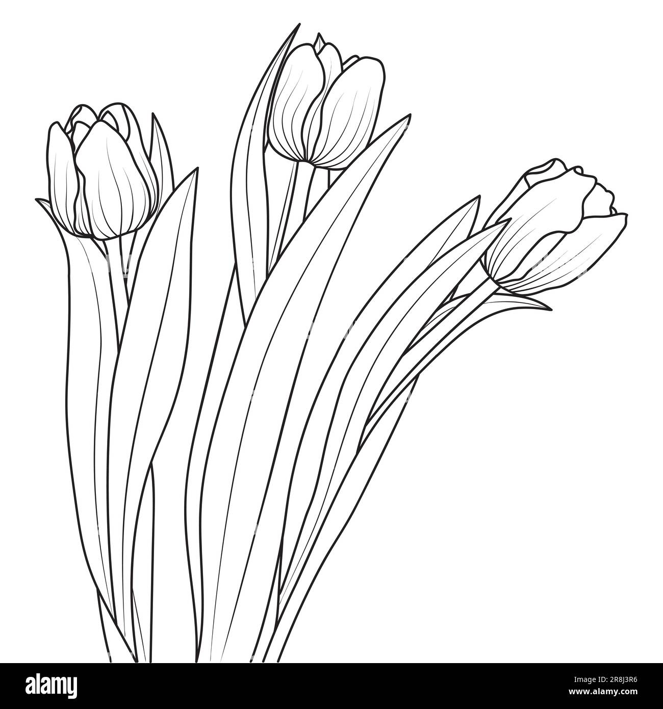 Line art tulip flowers, vector isolated illustration Stock Vector Image