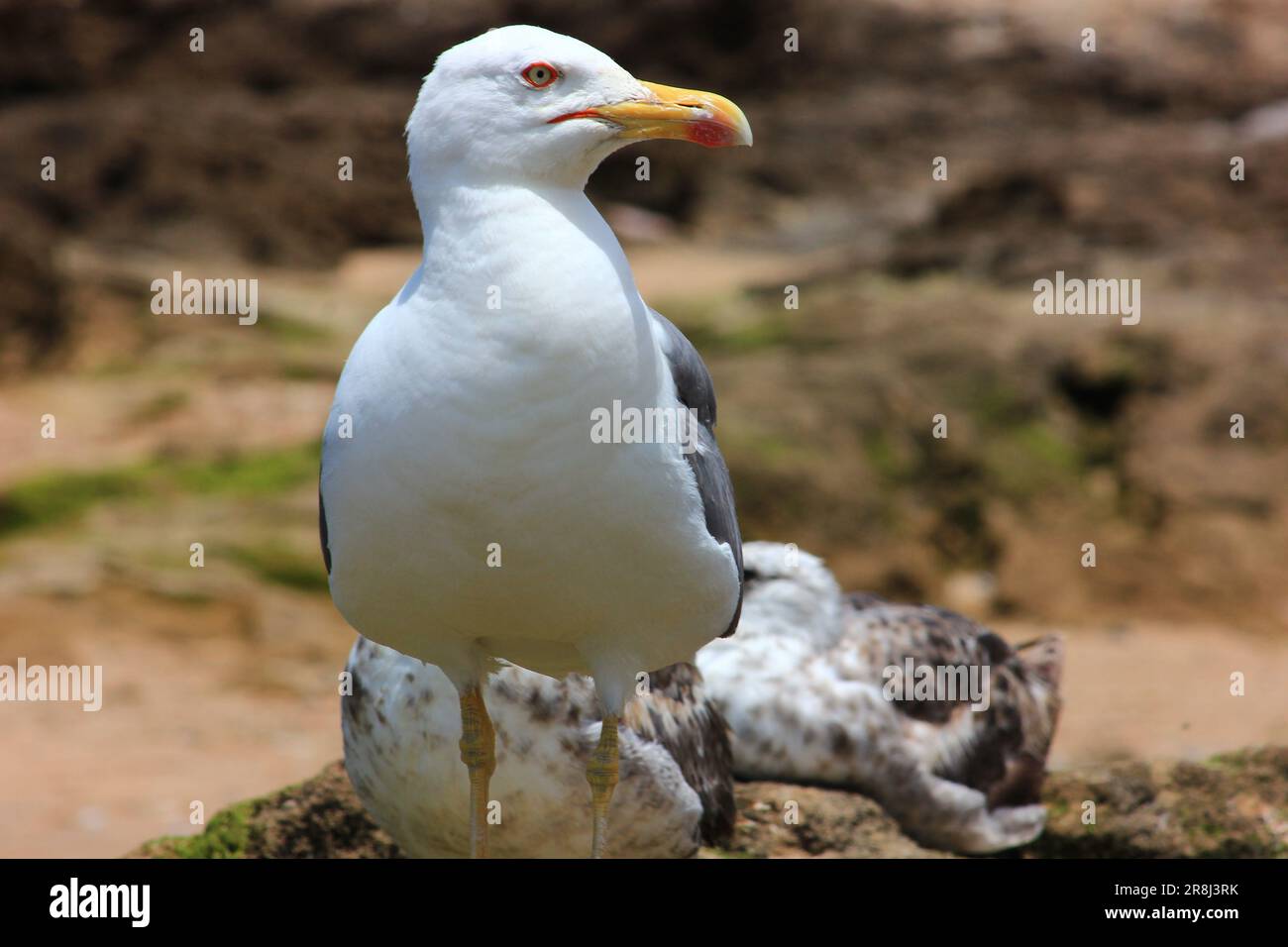 Seagull on the beach of Essaouira, Morocco Stock Photo