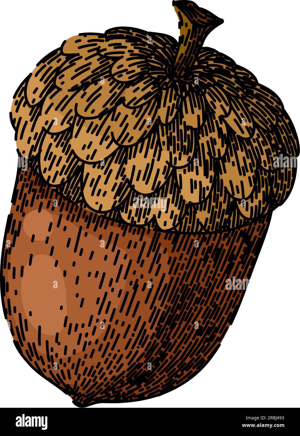 acorn nut seed sketch hand drawn vector Stock Vector Image & Art Alamy