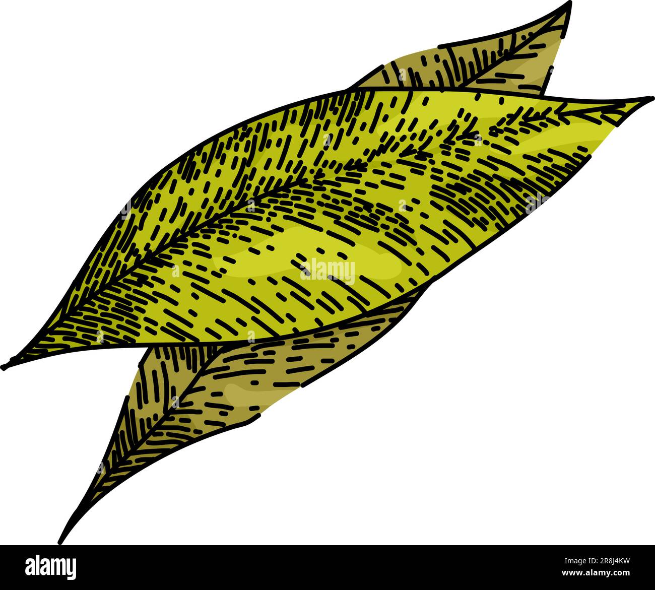 bay leaf herb tree sketch hand drawn vector Stock Vector Image & Art