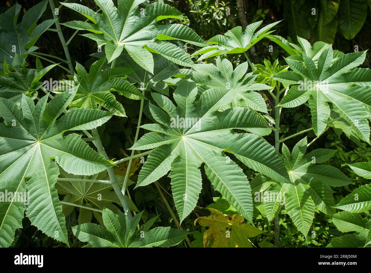 Green leaves of the castor oil plant - Ricinus communis Stock Photo - Alamy
