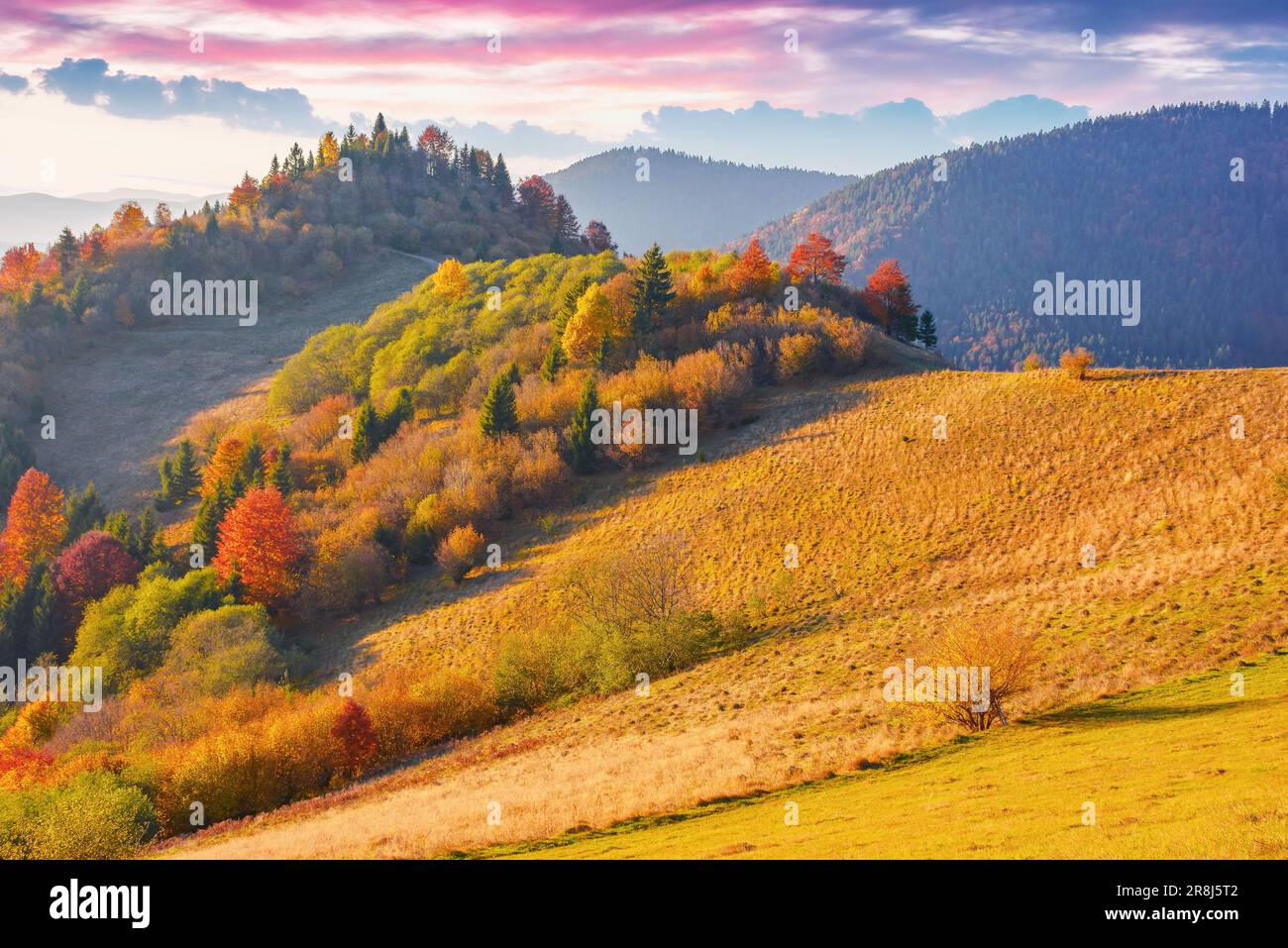 trees and meadows on the hills in evening light. colorful mountain landscape in autumn. glowing clouds above the distant ridge Stock Photo