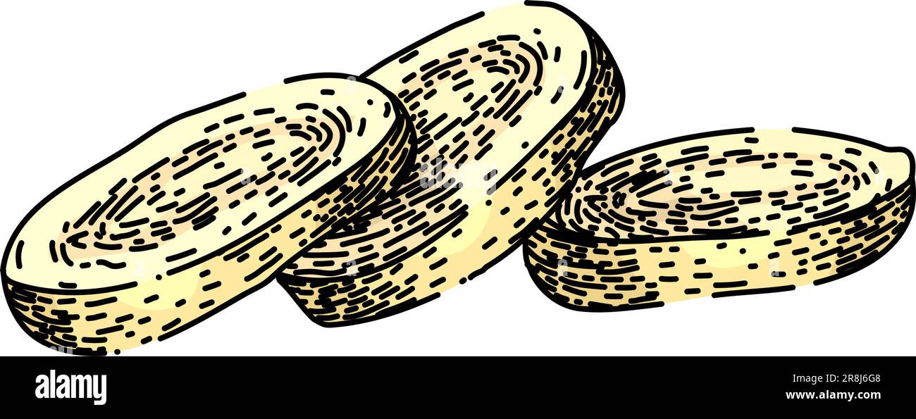 parsnip root raw sketch hand drawn vector Stock Vector Image & Art - Alamy