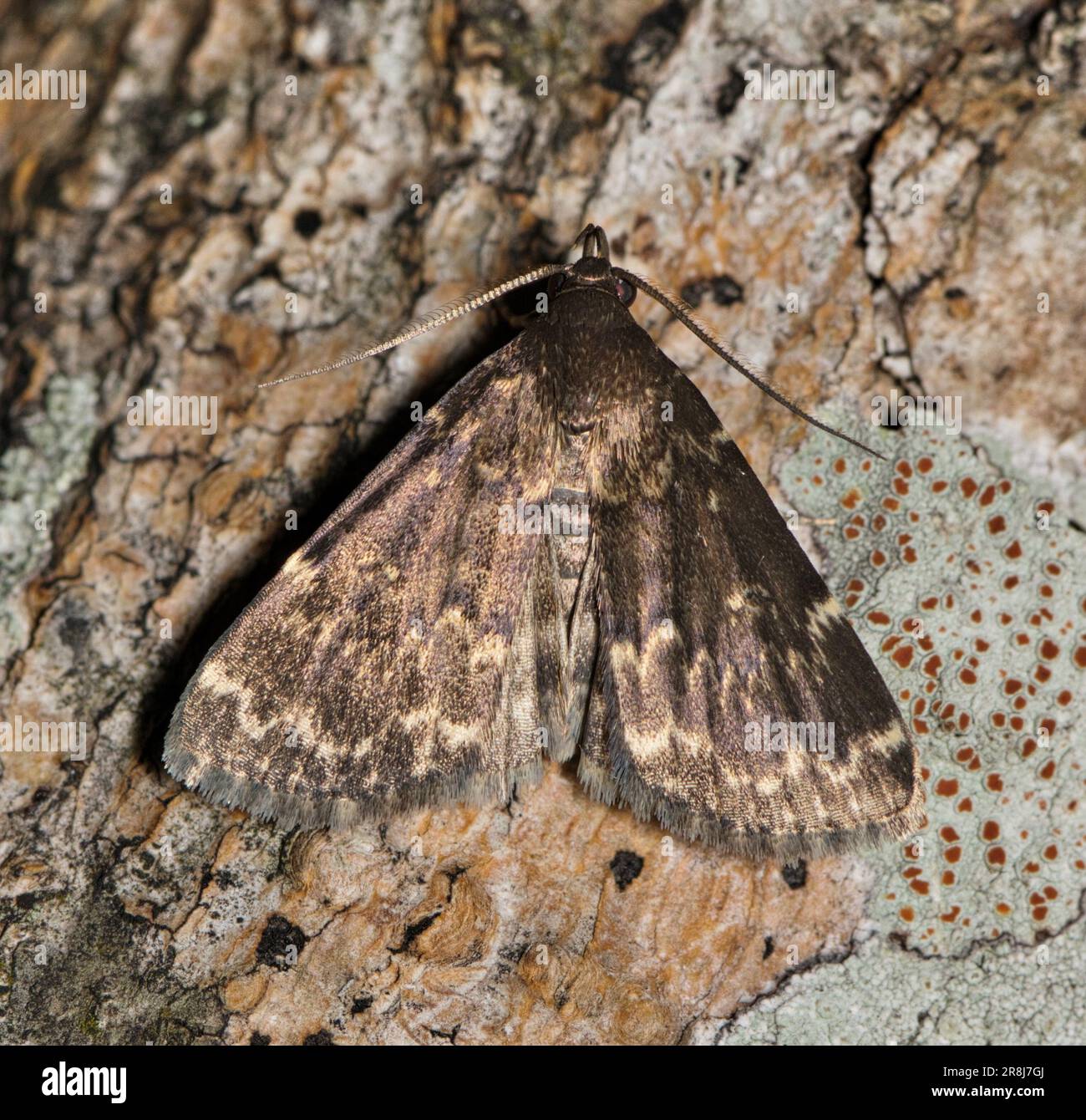 Glossy Black Idia Moth (Idia lubricalis) on pine bark, dorsal view. Species found in the USA and Canada, it feeds on leaf litter, lichen and fungi. Stock Photo