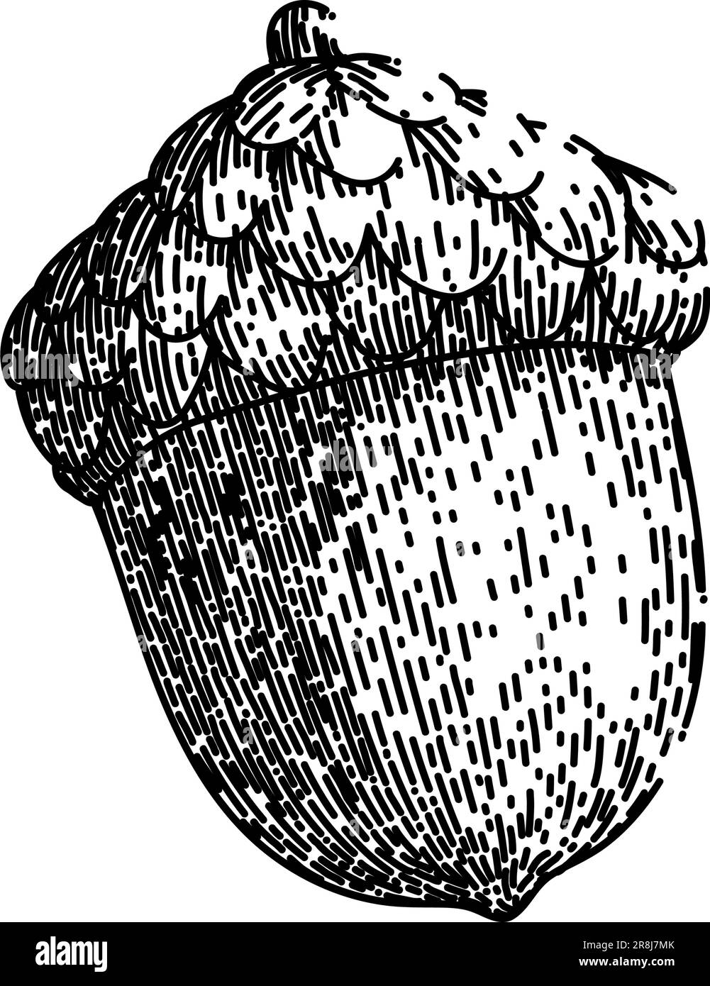 acorn nut brown sketch hand drawn vector Stock Vector