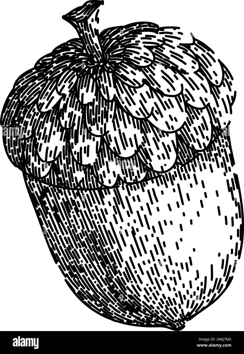 acorn nut seed sketch hand drawn vector Stock Vector