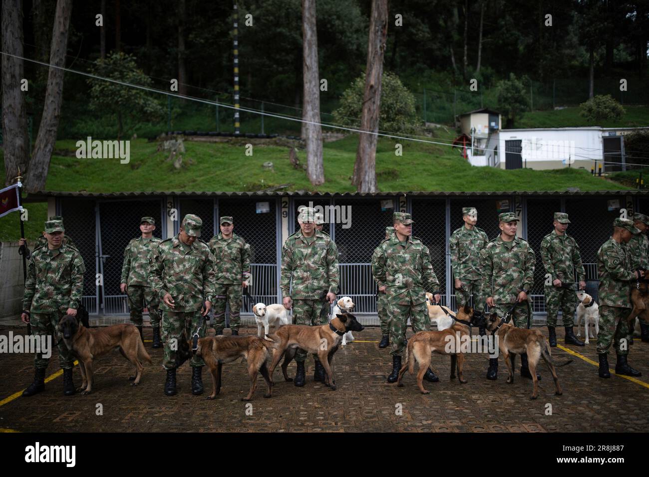 Handlers line up with their dogs at a Colombian Army's training