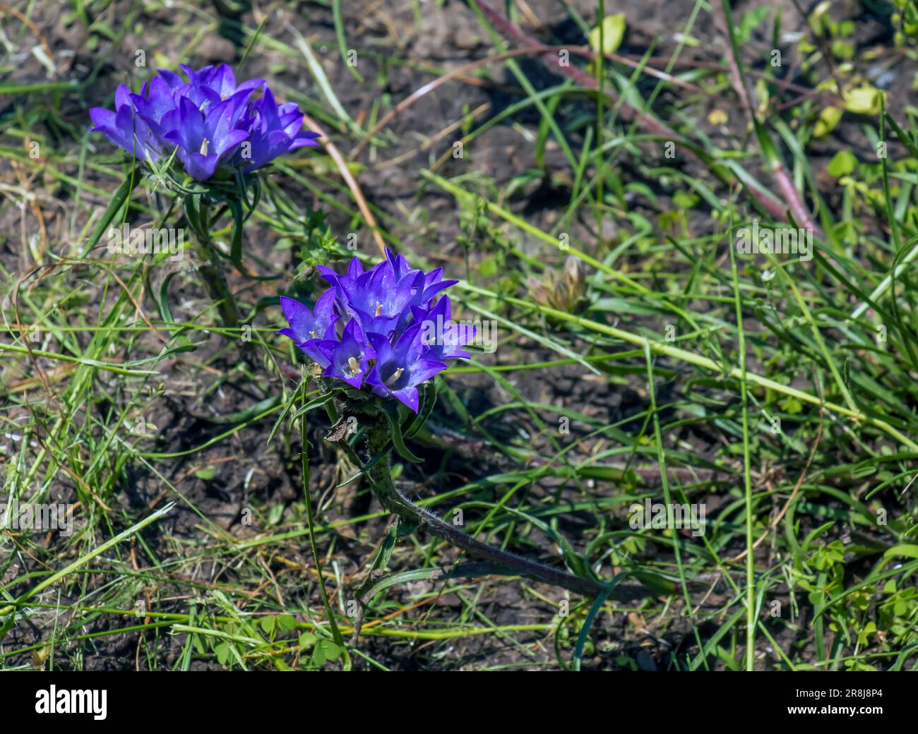 Dwarf bluebells in Latin Edraianthus serpyllifolia blooms in the botanical garden in Dnipro, Ukraine. Stock Photo