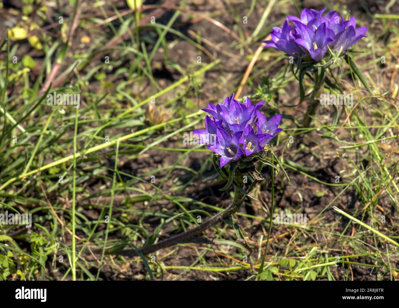 Dwarf bluebells in Latin Edraianthus serpyllifolia blooms in the botanical garden in Dnipro, Ukraine. Stock Photo