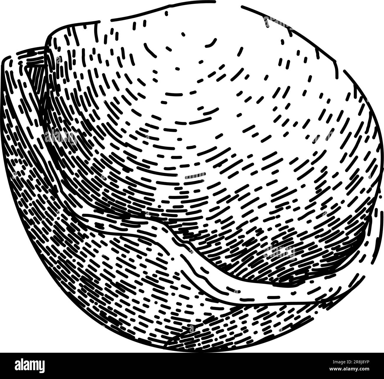 hazelnut nut sketch hand drawn vector Stock Vector Image & Art - Alamy