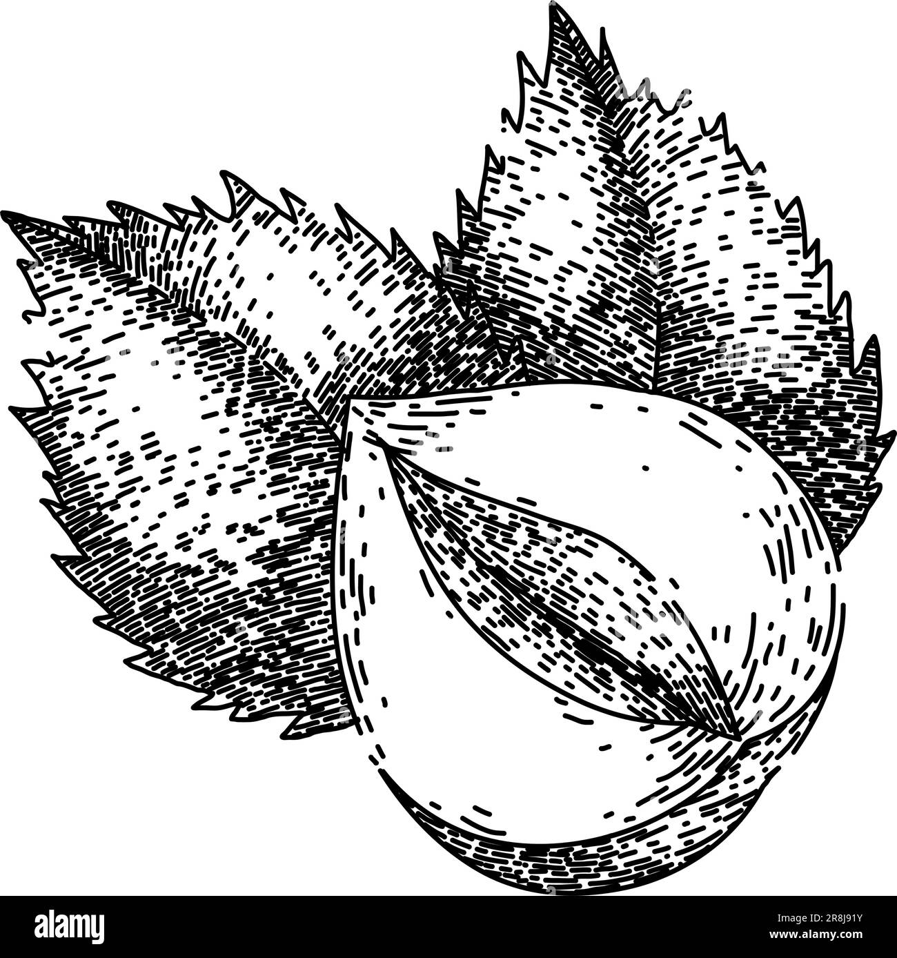 hazelnut nut leaf sketch hand drawn vector Stock Vector Image & Art Alamy