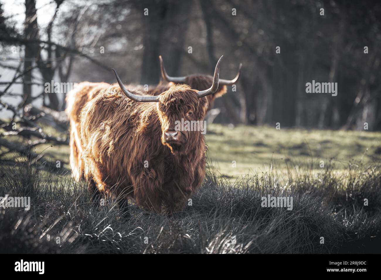 A peaceful image of a Highland cattle in a lush green field Stock Photo ...