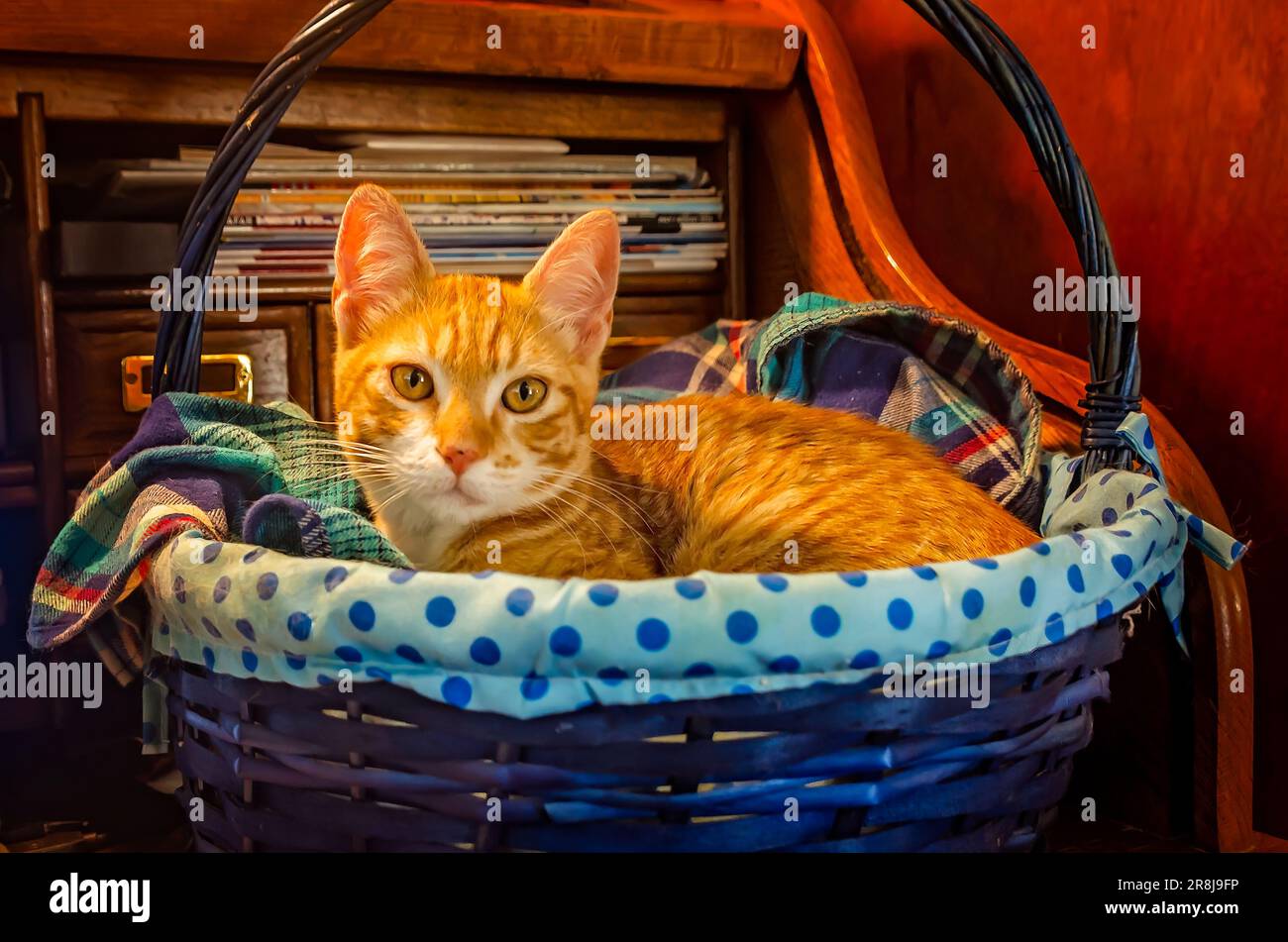 Wolfie, an 8-week-old orange and white kitten, lays in a basket, June 7, 2023, in Coden, Alabama. Orange and white kittens, also known as marmalade or Stock Photo