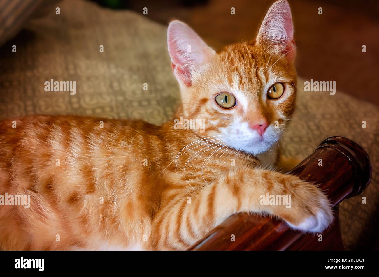 Wolfie, a 10-week-old orange and white kitten, lays on a bed, June 16, 2023, in Coden, Alabama. Stock Photo