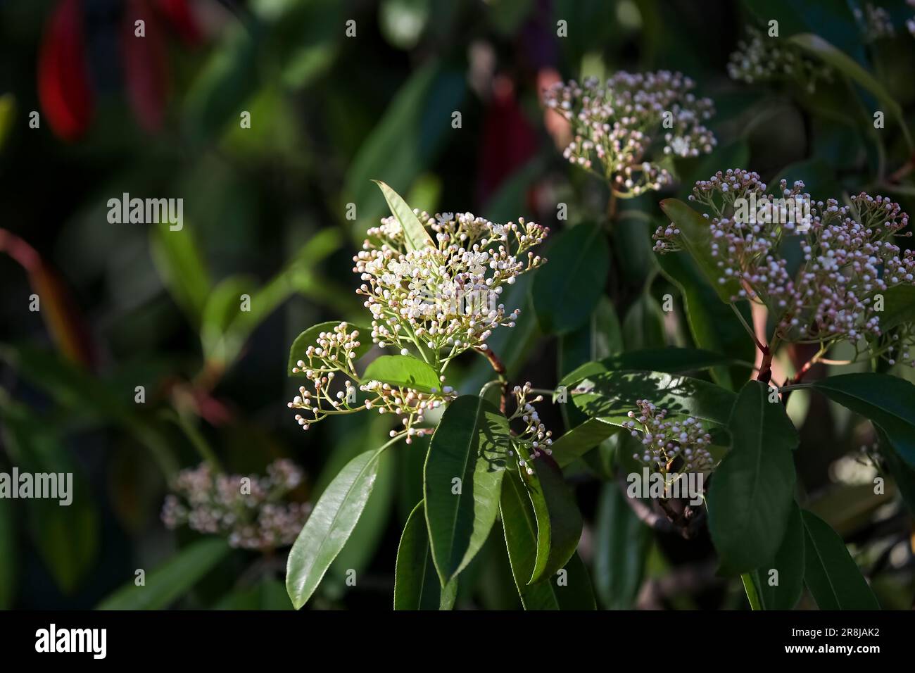Plant branches with blooming flowers on spring day, closeup Stock Photo