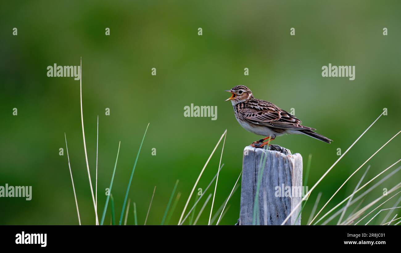 Skylark singing on a wooden post Stock Photo