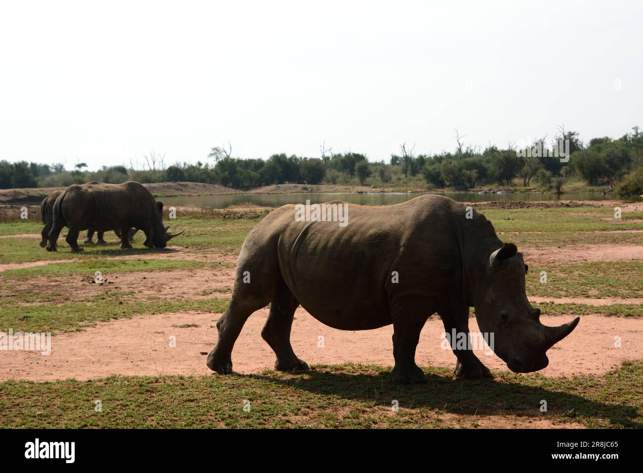 Rhino. Hlane Royal national park. Eswatini Stock Photo