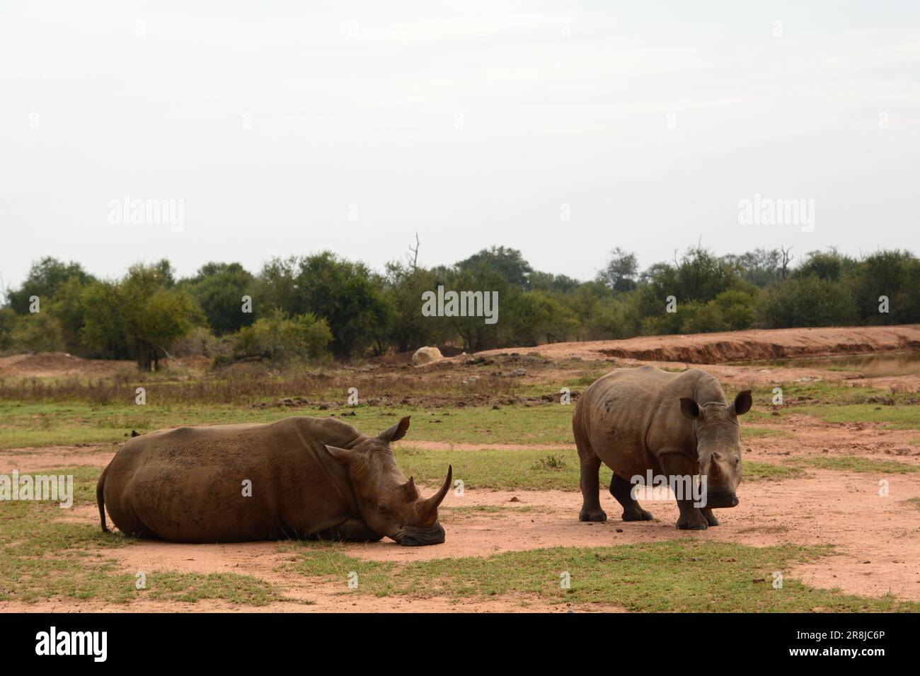 Rhinos in Hlane Royal national park. Eswatini Stock Photo