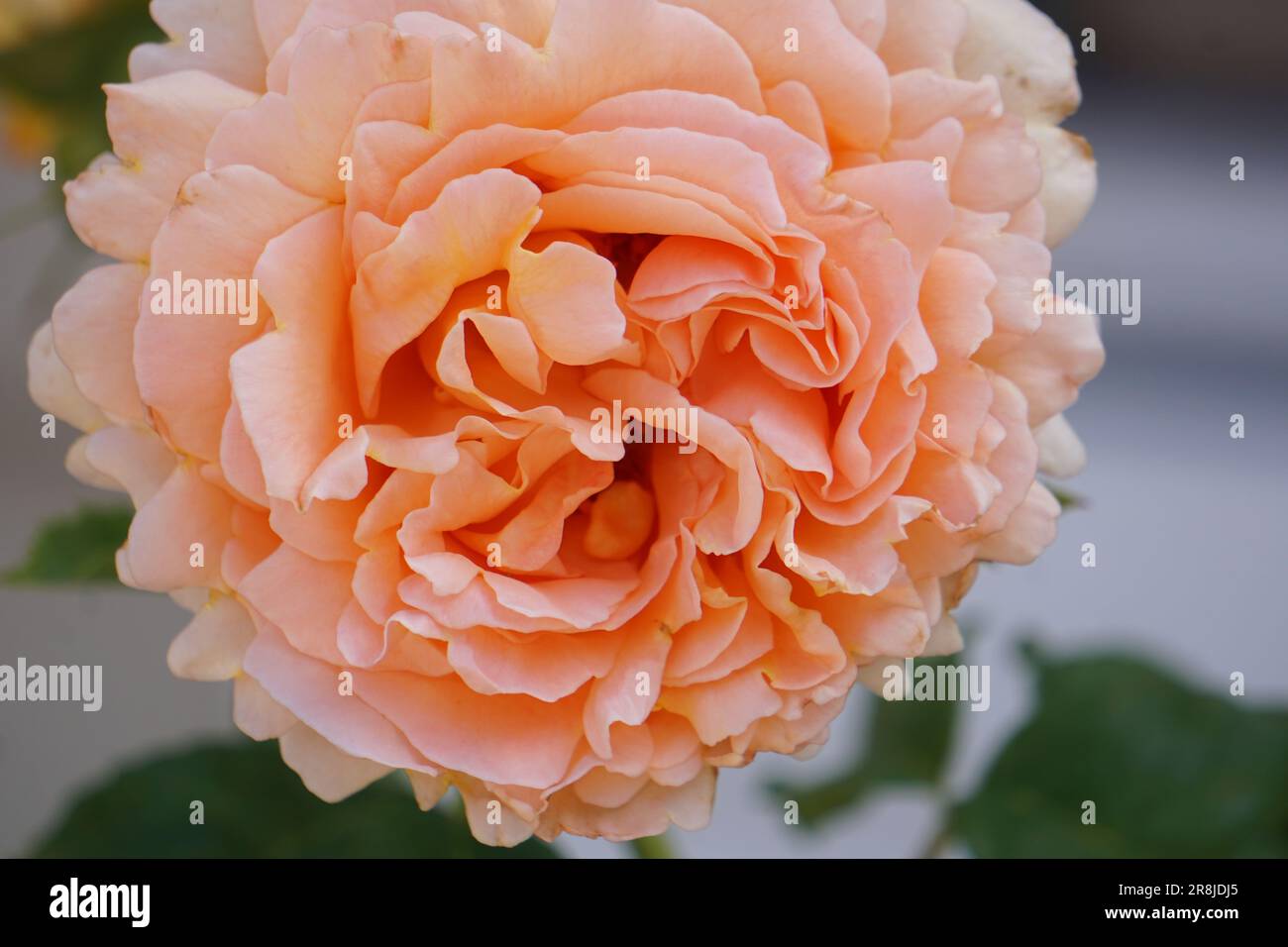 Pink white rose flower hi-res stock photography and images - Alamy