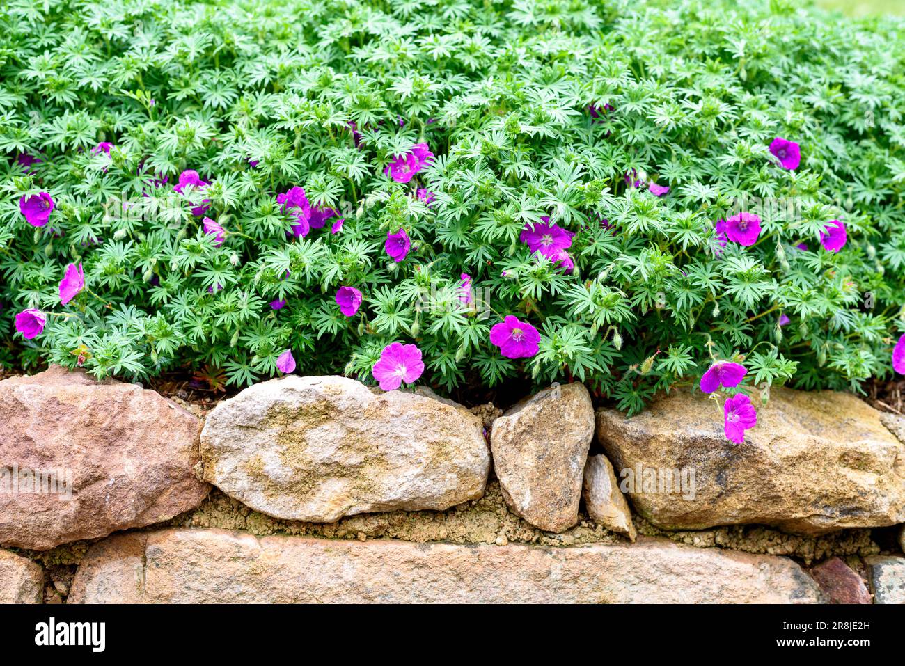 Geranium on the stone wall. Geranium is a genus of 422 species of annual, biennial, and perennial plants that are commonly known as geraniums or crane Stock Photo