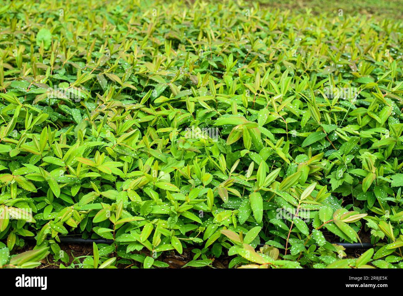 Background. Hypericum calycinum is a species of prostrate or low ...