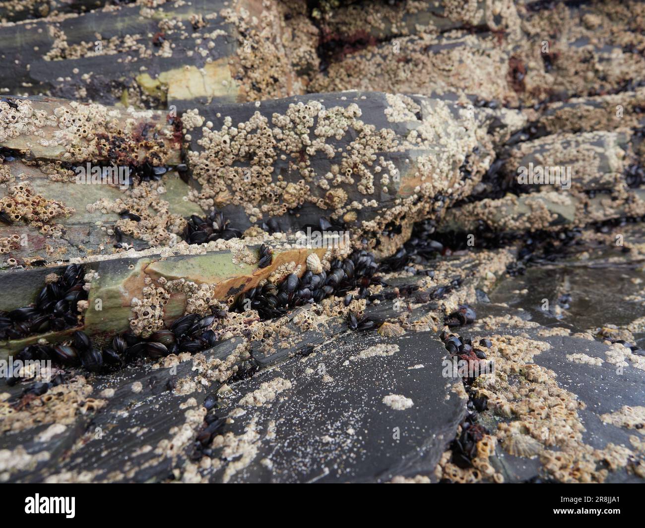 Closeup shot shoreline rocks hi-res stock photography and images - Alamy