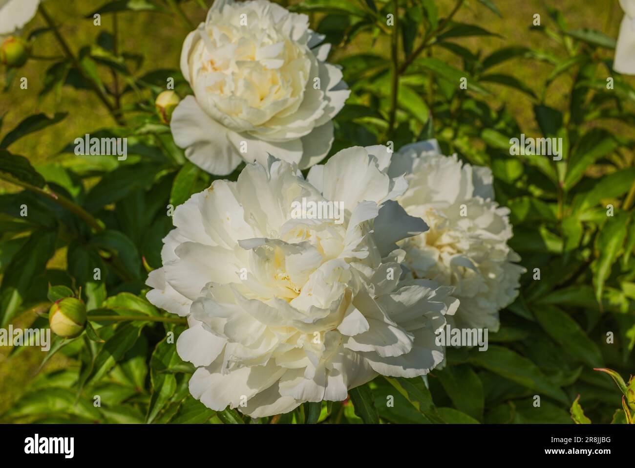 Macro view of blooming white peonies in garden Stock Photo - Alamy