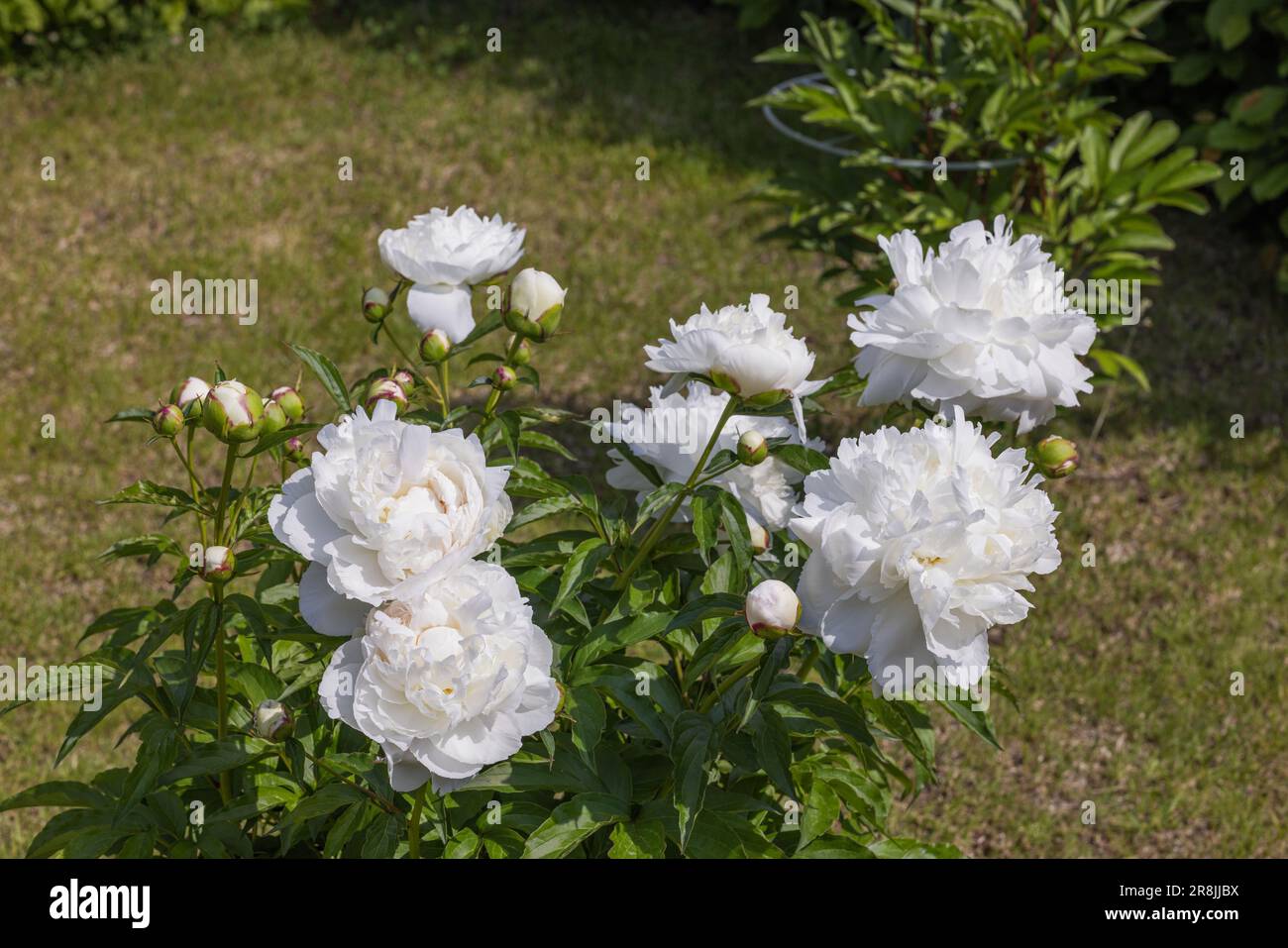Beautiful view of garden with bush blooming white peonies flowers Stock ...
