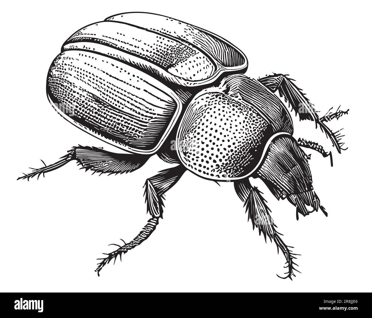 Insect Drawing