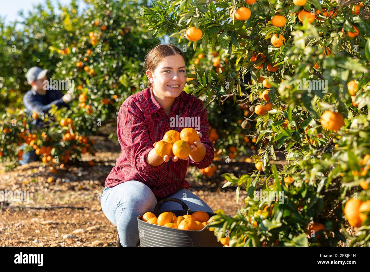 Happy female farmer near branches of tangerine tree with mandarins