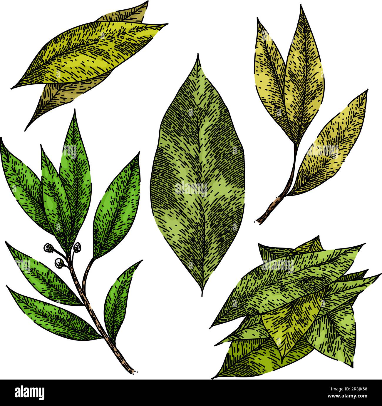 bay leaf herb set sketch hand drawn vector Stock Vector Image & Art - Alamy