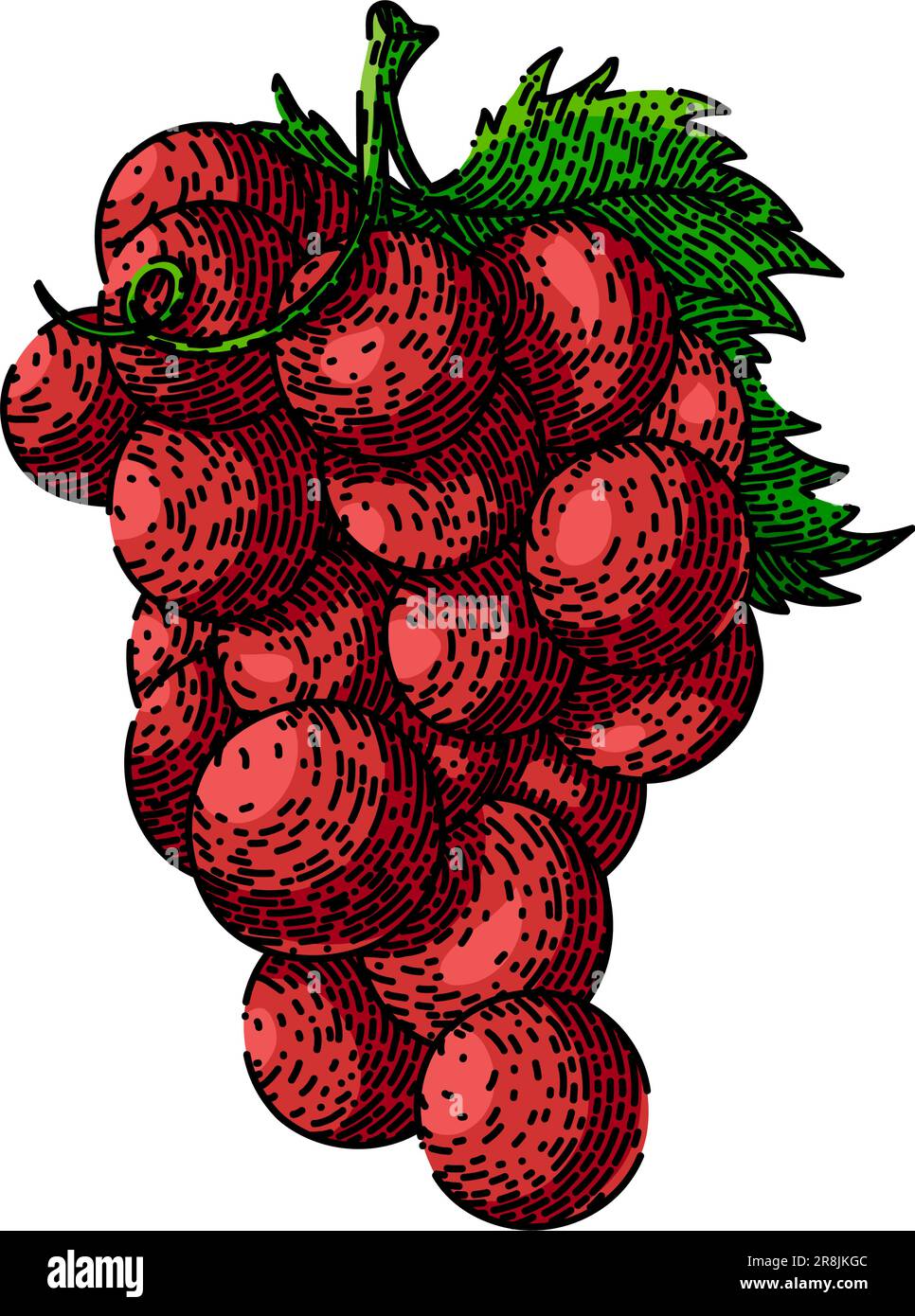grape bunch red sketch hand drawn vector Stock Vector Image & Art - Alamy