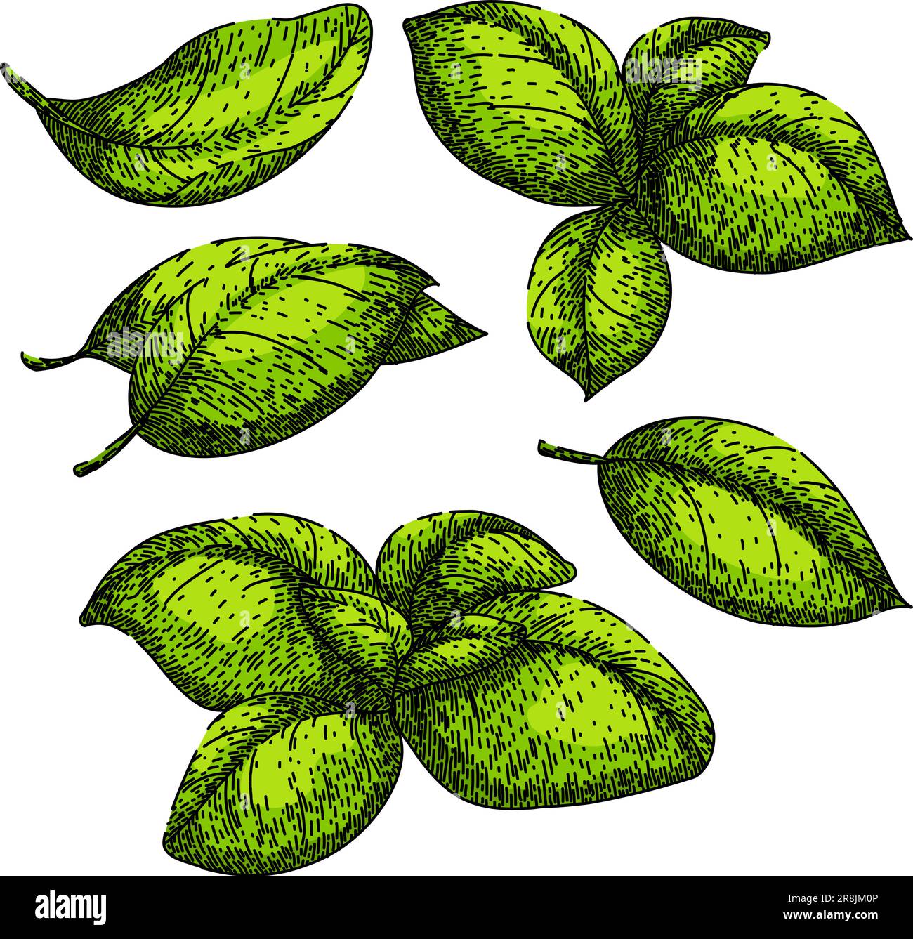 basil leaf herb set sketch hand drawn vector Stock Vector Image & Art ...