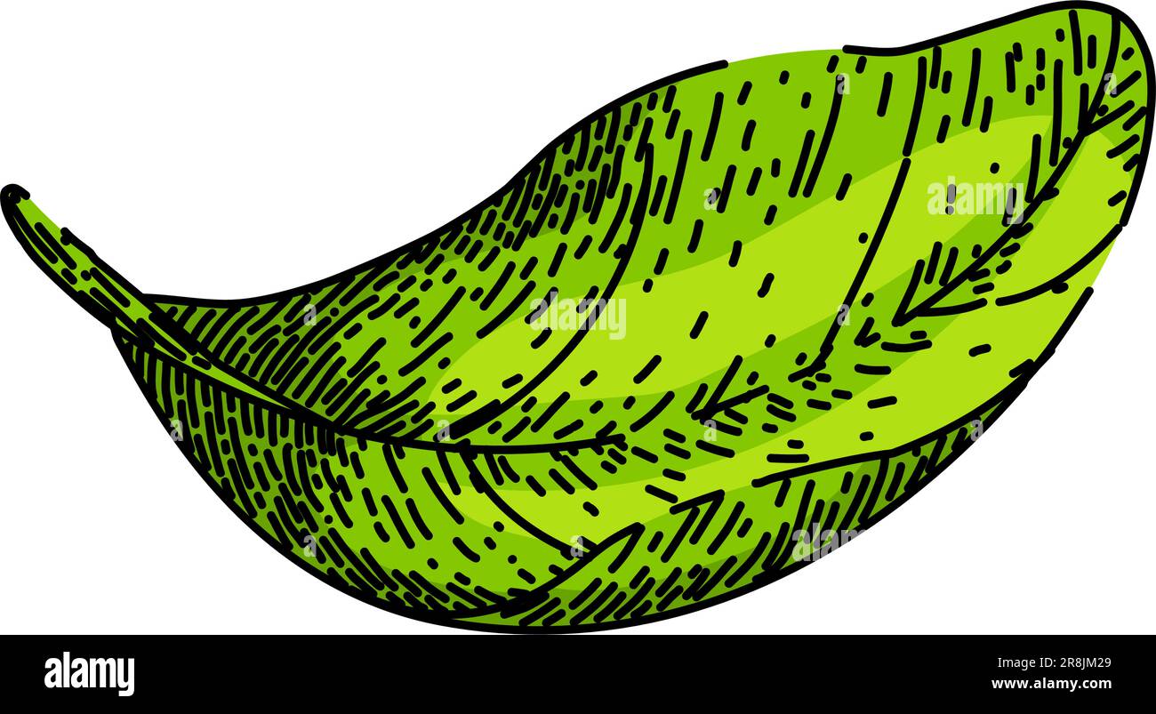 basil leaves herb sketch hand drawn vector Stock Vector Image & Art - Alamy